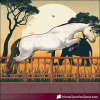 Horse Color:Buckskin Roan