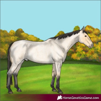 Horse Color:Buckskin Roan 
