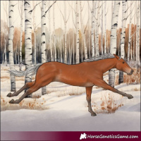 Horse Color:Silver Bay 