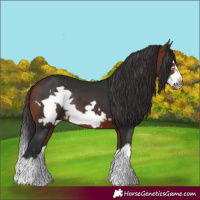 Horse Color:Bay Splash Frame Rabicano 