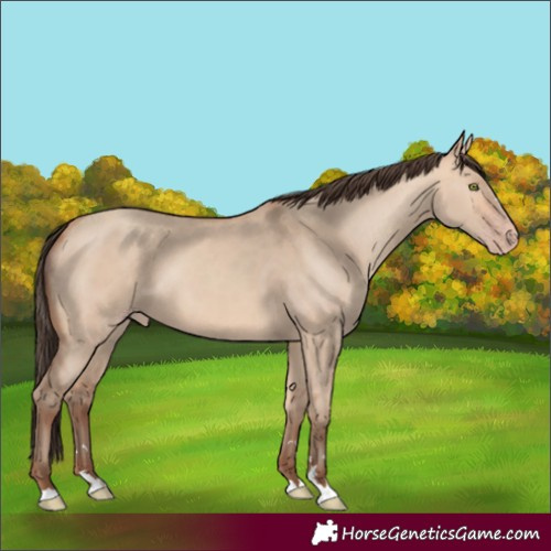 Horse Color:Amber Champagne Dun 