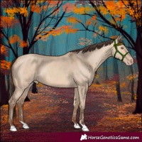 Horse Color:Amber Champagne Dun 