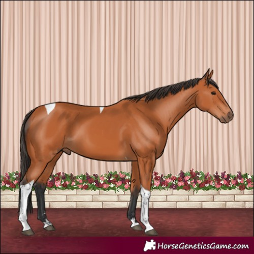 Horse Color:Bay Tobiano 