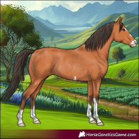 Horse Color:Bay Rabicano