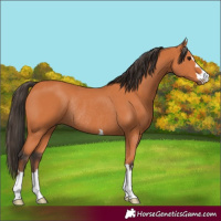 Horse Color:Bay Rabicano 
