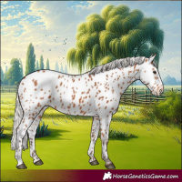 Horse Color:Silver Bay Appaloosa 