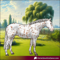 Horse Color:Silver Bay Appaloosa 