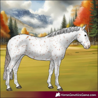 Horse Color:Bay Leopard 