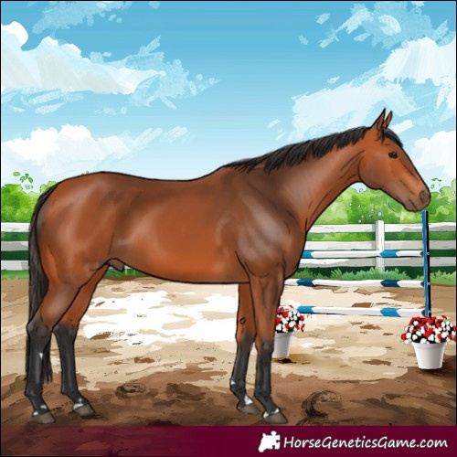 Horse Color:Bay 