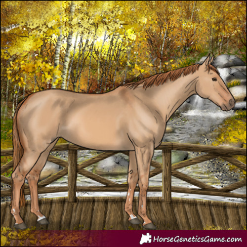 Horse Color:Red Dun 