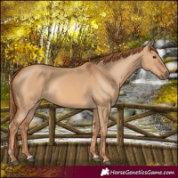 Horse Color:Red Dun