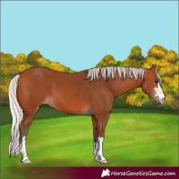 Horse Color:Silver Bay 