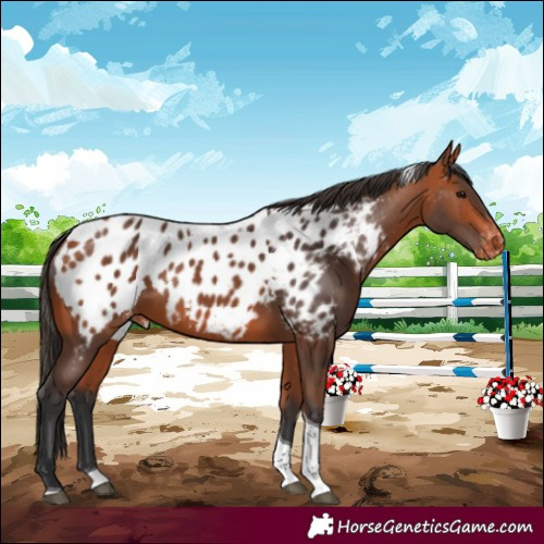 Horse Color:Bay Tobiano Appaloosa 