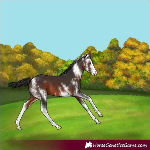 Horse Color:Brown Sabino 