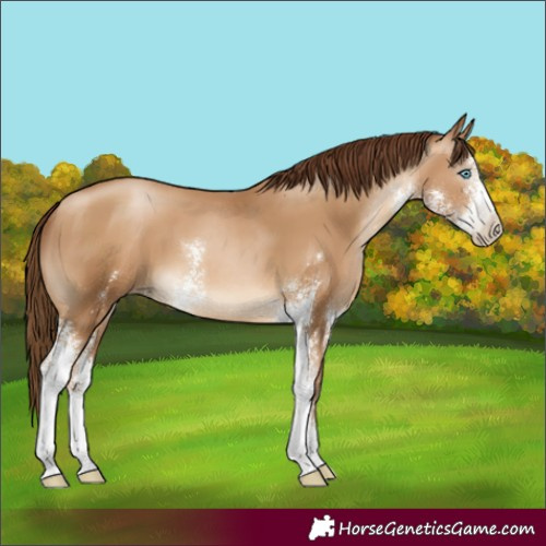 Horse Color:Gray Sable Champagne Pearl Sabino