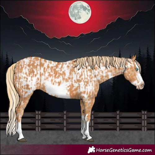 Horse Color:Chestnut Splash Frame  and Chestnut Splash Frame Appaloosa 