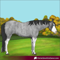 Horse Color:Unknown 