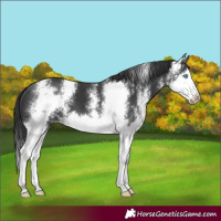 Horse Color:Black Sabino Splash