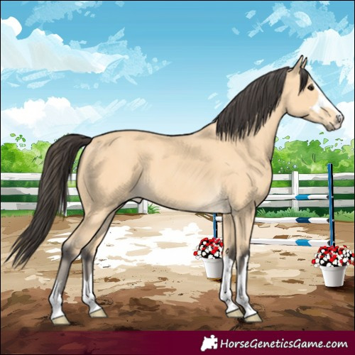 Horse Color:Buckskin 