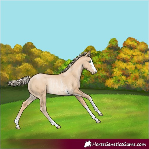 Horse Color:Palomino Pearl Rabicano 