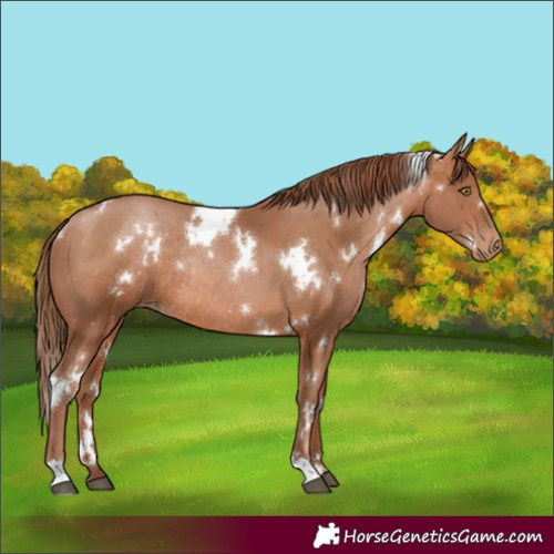 Horse Color:White Spotted Brown Pearl Rabicano