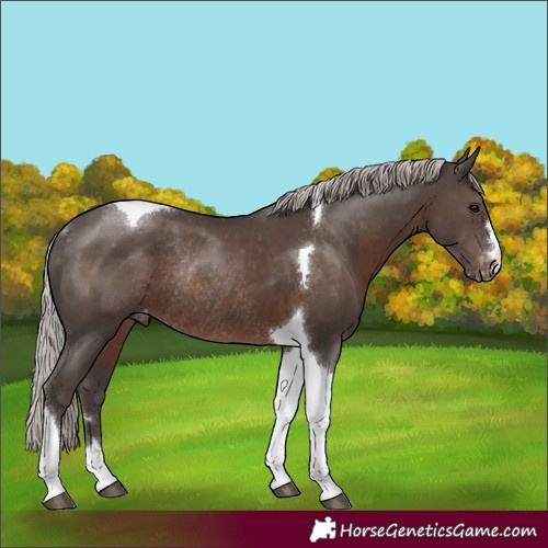 Horse Color:Silver Black Tobiano Varnish Rabicano 