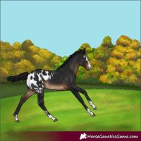 Horse Color:Gray Brown Appaloosa