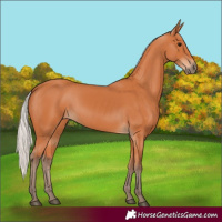 Horse Color:Silver Bay 