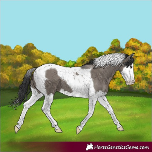 Horse Color:Grullo Splash Tobiano 