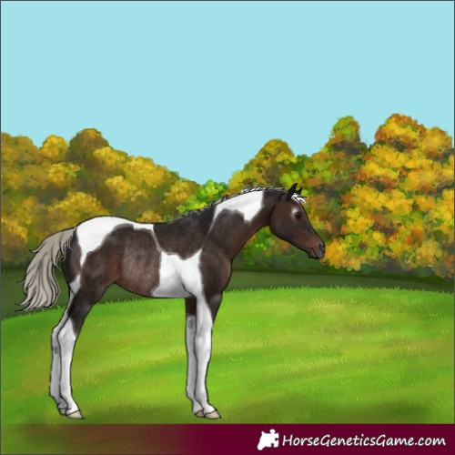 Horse Color:Gray Silver Brown Tobiano Rabicano