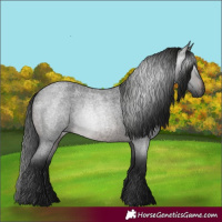 Horse Color:Gray White Spotted Brown Roan