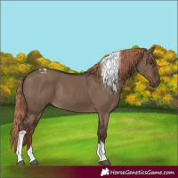 Horse Color:Liver Red Dun Tobiano Rabicano 