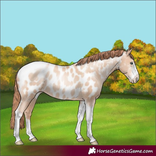 Horse Color:Sable Champagne Pearl Sabino Tobiano Appaloosa Rabicano 