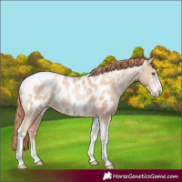 Horse Color:Sable Champagne Pearl Sabino Tobiano Near Leopard Rabicano 