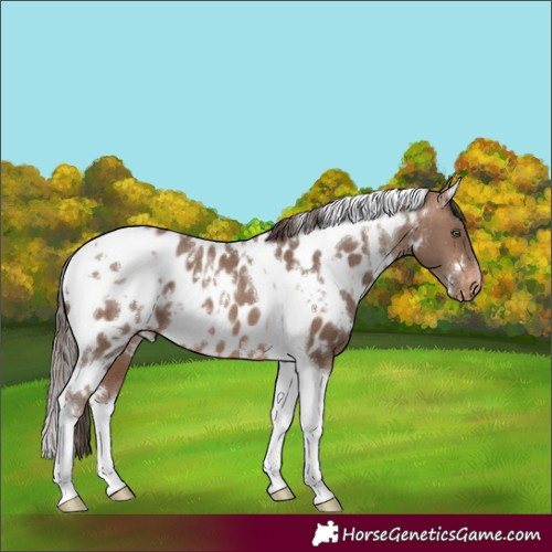 Horse Color:White Spotted Sable Champagne Tobiano Appaloosa 