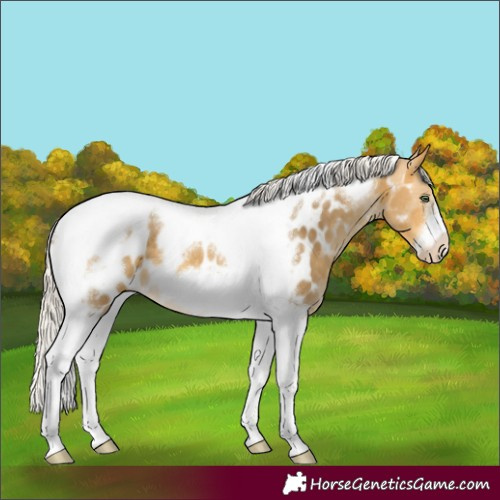 Horse Color:Silver Sable Cream Champagne Tobiano Frame Appaloosa 