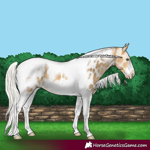 Horse Color:Silver Sable Cream Champagne Tobiano Frame Appaloosa 