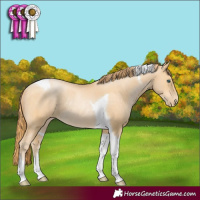 Horse Color:Buckskin Pearl Tobiano Rabicano 