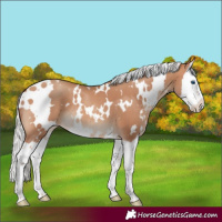 Horse Color:White Spotted Silver Sable Champagne Sabino Splash Appaloosa 