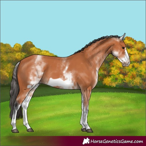 Horse Color:White Spotted Bay Frame