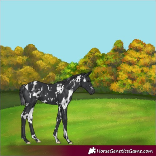 Horse Color:White Spotted Black