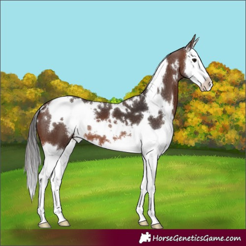 Horse Color:White Spotted Brown Splash 
