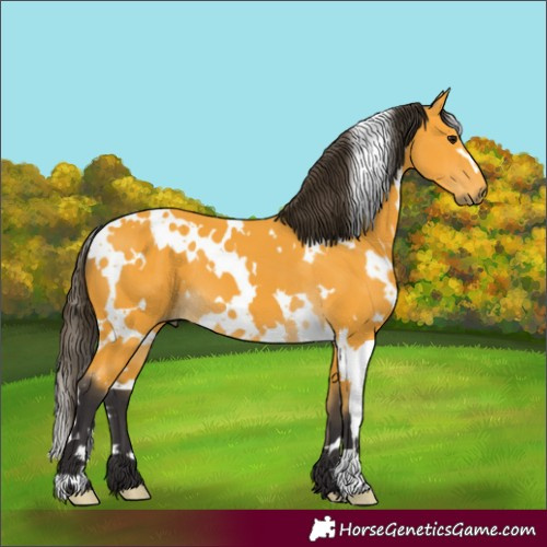 Horse Color:White Spotted Buckskin