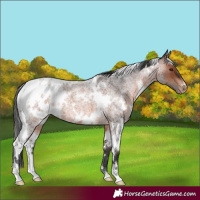 Horse Color:White Spotted Brown Roan Blanket