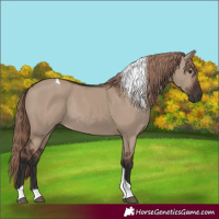 Horse Color:Liver Red Dun Tobiano Rabicano 
