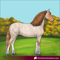 Horse Color:White Spotted Red Roan 