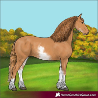 Horse Color:White Spotted Chestnut 
