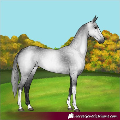 Horse Color:Gray Black Tobiano 