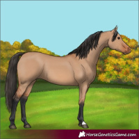 Horse Color:Bay Dun Rabicano
