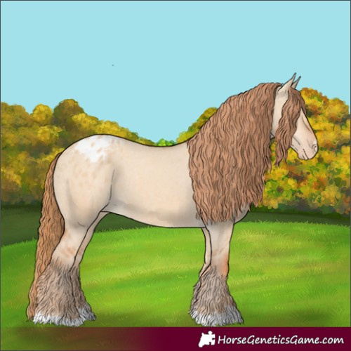 Horse Color:Red Dun Appaloosa